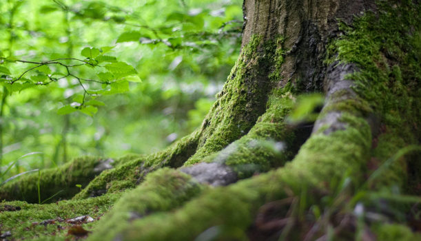 協会員募集開始