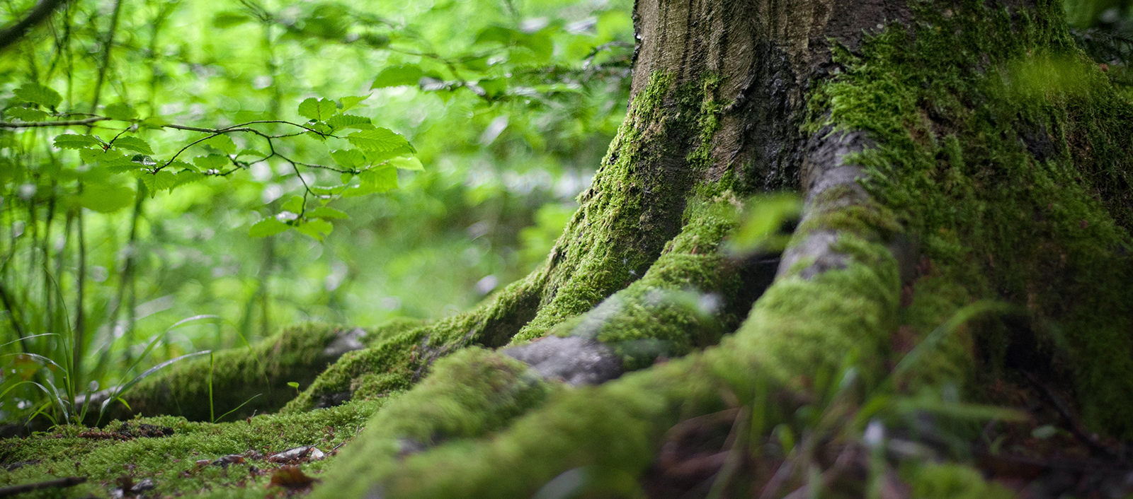 協会員募集開始